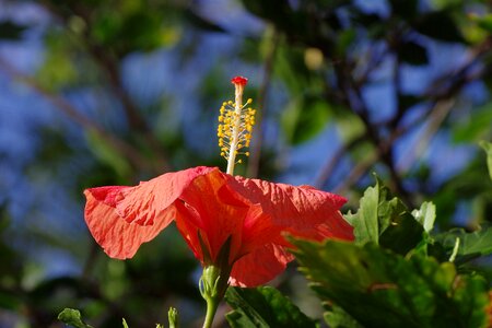 Mallow malvaceae perspective