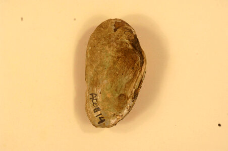 Ptychobranchus foremanianus (inside)