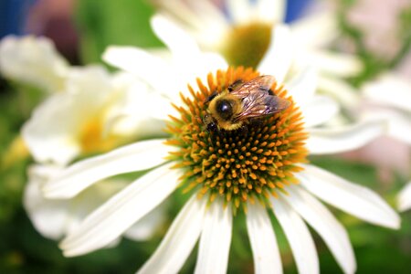 Flower nature macro photo