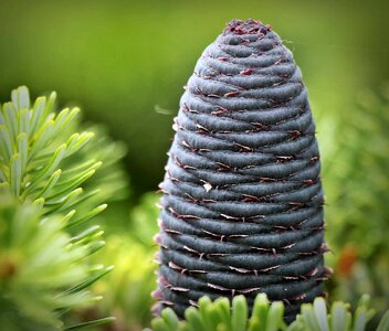 Branch branches conifer photo