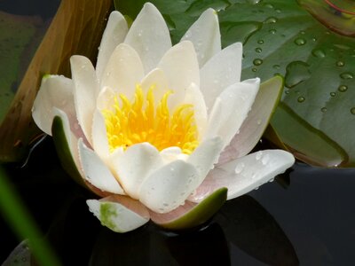White water flora