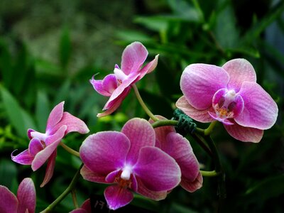 Bloom branch closeup