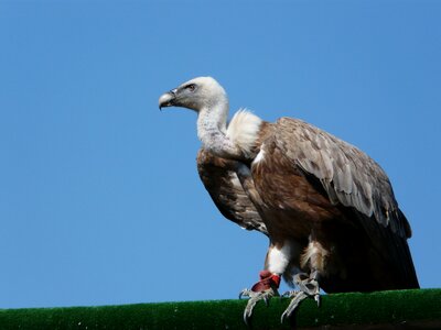 Raptor vautour moine sky photo