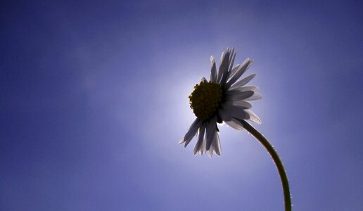 Flower sun Free photos