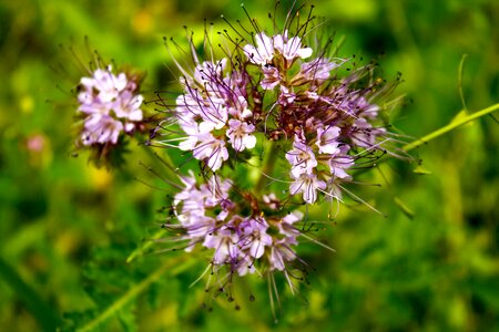 Pink wild flowers plant
