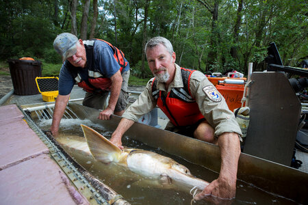 Fisheries biologists holds fin on a Gulf sturgeon-1