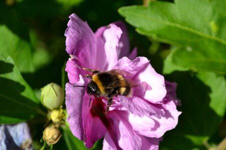 Flower mauve pink