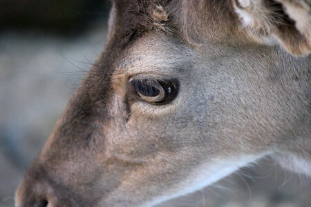 A deer’s head in detail photo