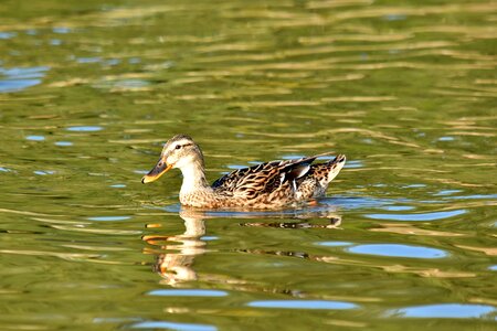 Duck natural habitat ornithology photo