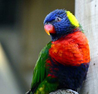Parrot rainbow colorful photo