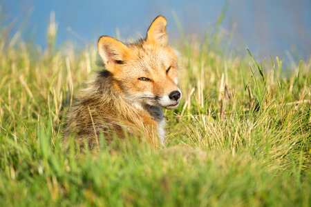 Red fox close-up lying in the grass photo