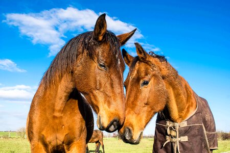 Animal beautiful photo blue sky