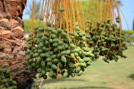 Fruit nature closeup