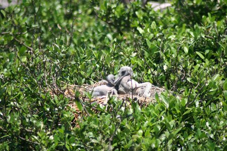 Ancient brown nest