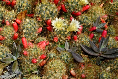 Flower Garden nature cactus photo