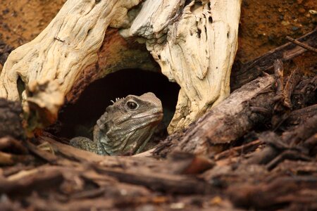 Dragon endangered eye photo