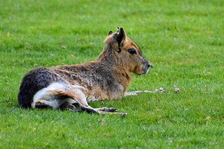 Animal fauna field photo