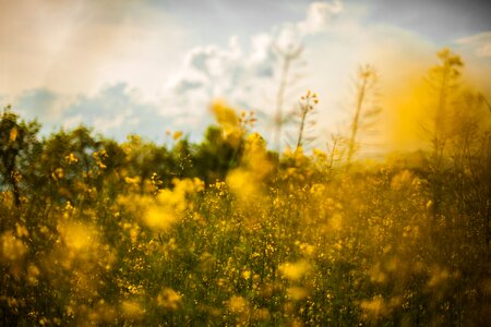 Flowers landscape nature