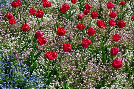 Garden tulips field