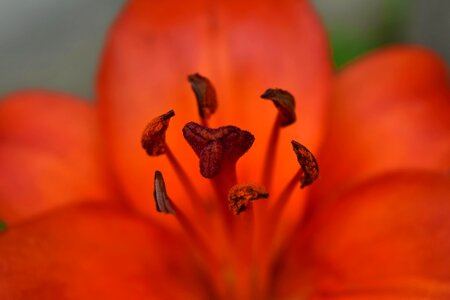 Beautiful Photo blurry close-up
