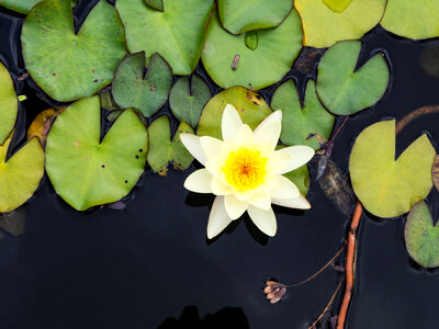 Yellow Flower on Lily Pad photo