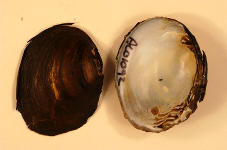 Pleurobema georgianum