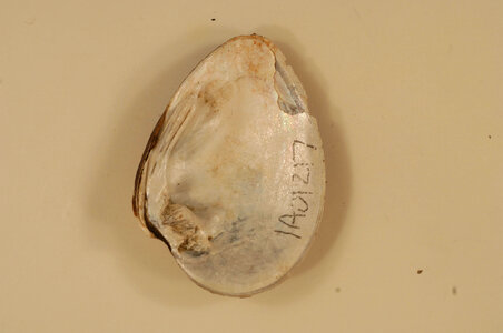 Ellipsaria lineolata (inside)-1