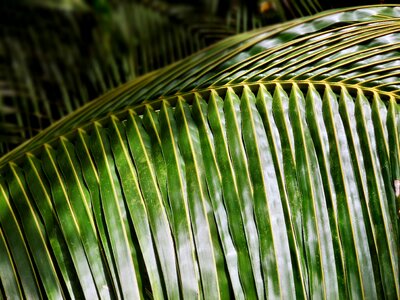 Tropical summer nature