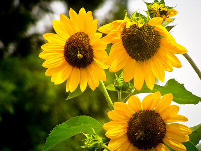 Bees on a Sunflowers photo