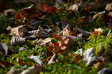 Nature forest floor autumn photo