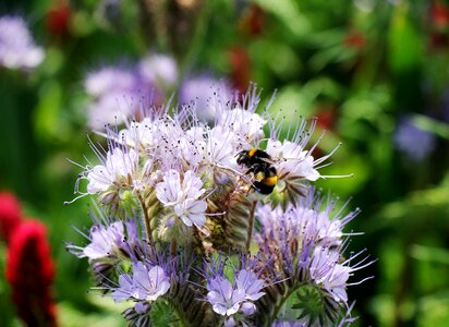 Beautiful Flowers bloom blooming