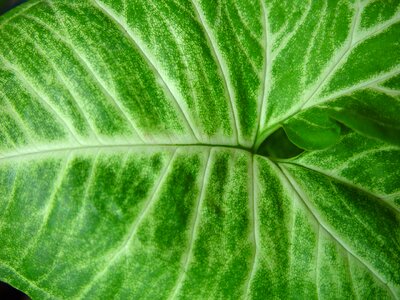Greenery leaf leaves