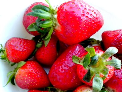 Fruit  