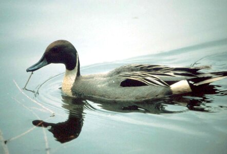 Anas Acuta close close-up