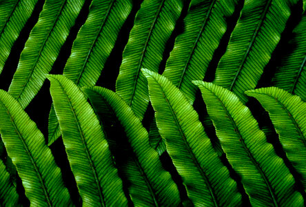 Green Leaves Pattern photo