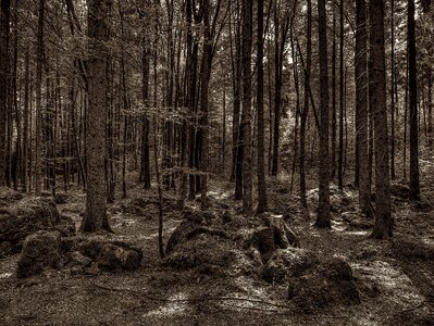 Tree root national park overgrown photo