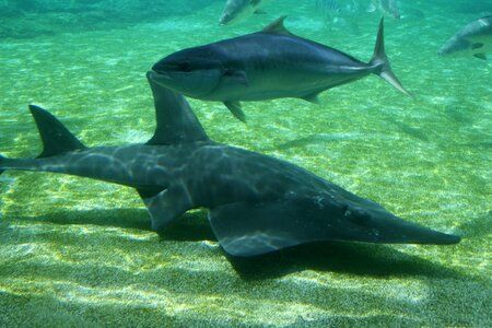 Shark fish underwater photo