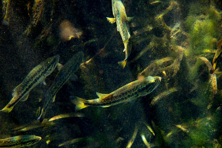 Largemouth bass-1 photo