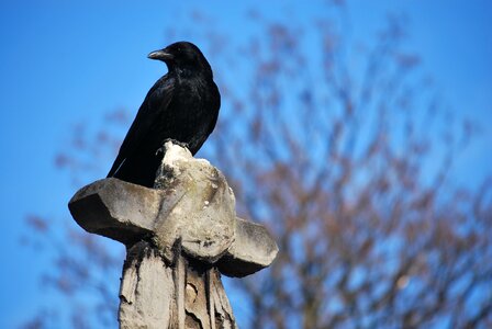 Blue sky birds black
