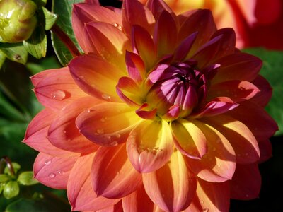 Purple flower blossom