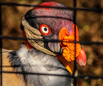 South america range caged zoo photo