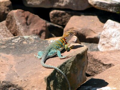 Wildlife nature reptile photo