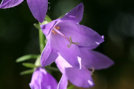 Flourished plant nature photo