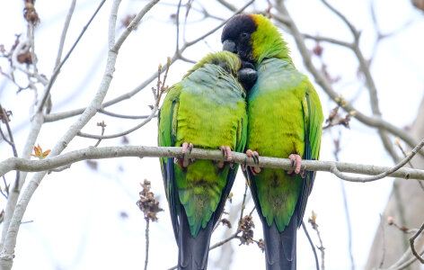 Green Quaker Parrot on a branch