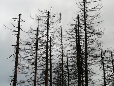 Dead trees dead wood storm photo