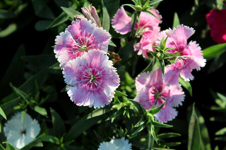 Beautiful Pink White Flowers photo