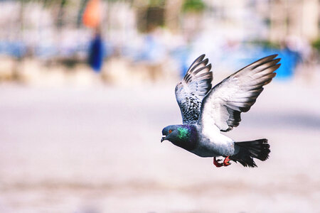 Flying Pigeon Bird photo
