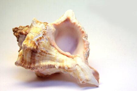 Beautiful isolated mussels