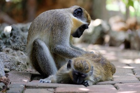 Ape care primate photo