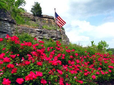 Patriotism floral plants